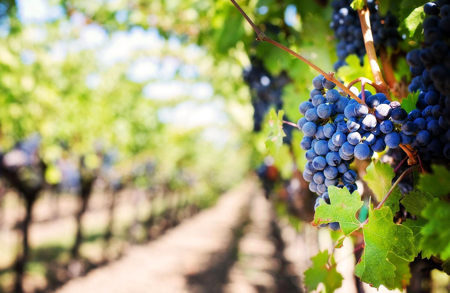 Grapes on vine